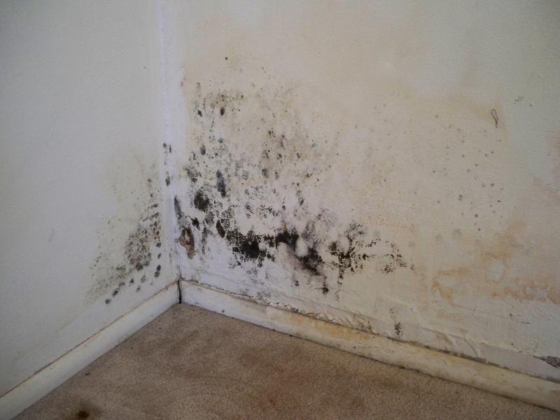 Bathroom Mold Removal Bleach