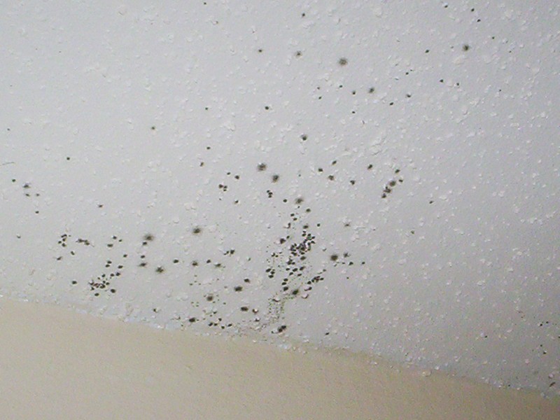 Bathroom Mold Removal Ceiling