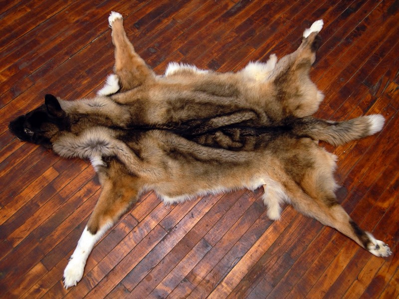 Bear Skin Rugs Without Head