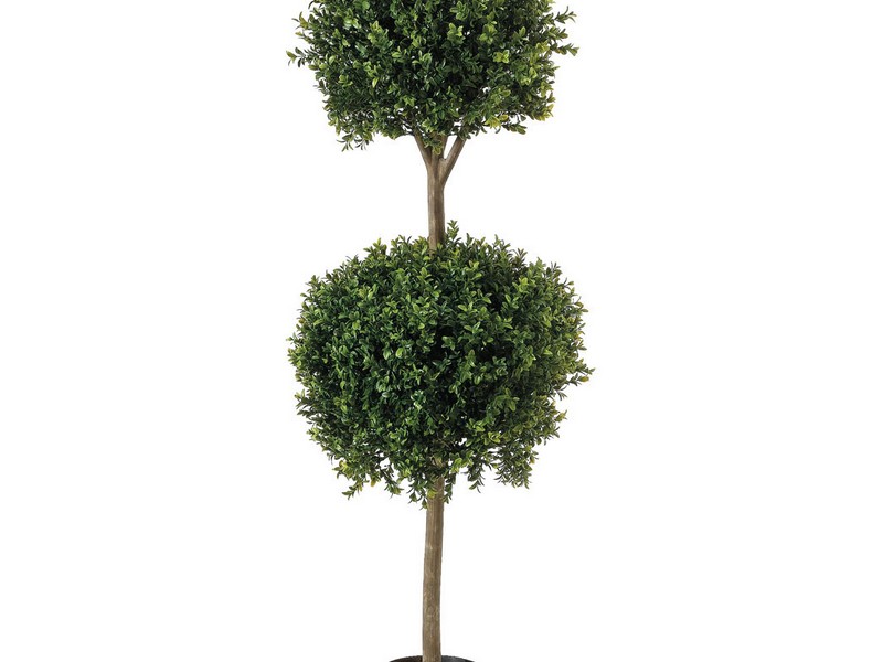 Boxwood Topiary Trees