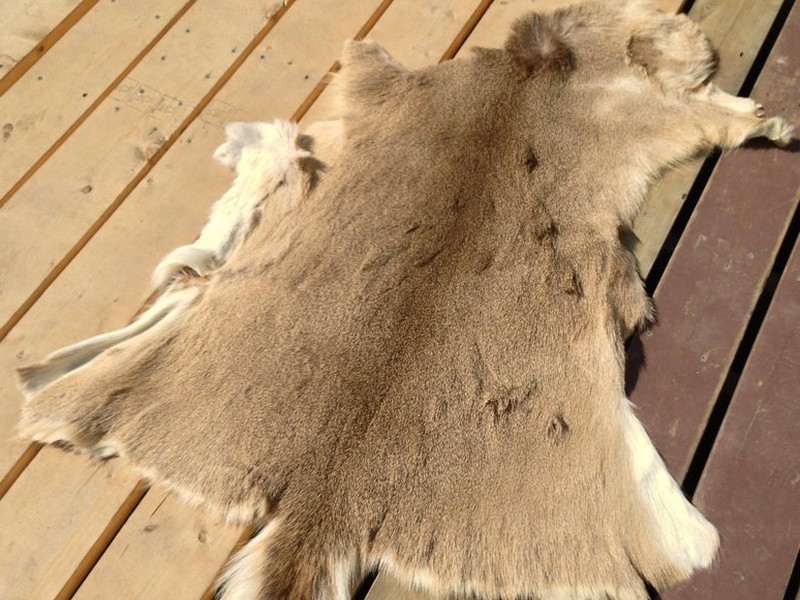 Deer Skin Rug