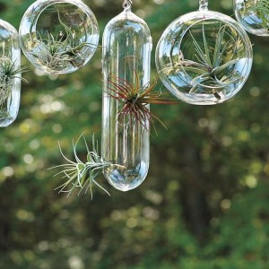 Hanging Glass Planters