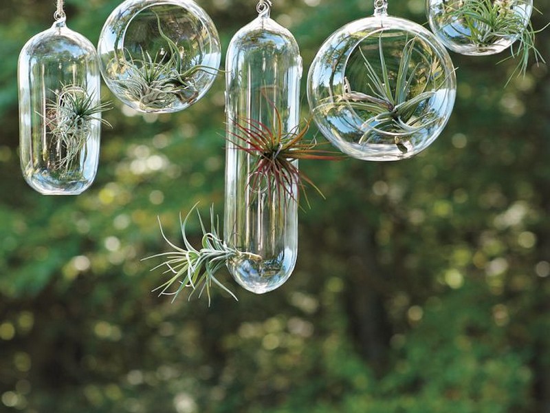 Hanging Glass Planters