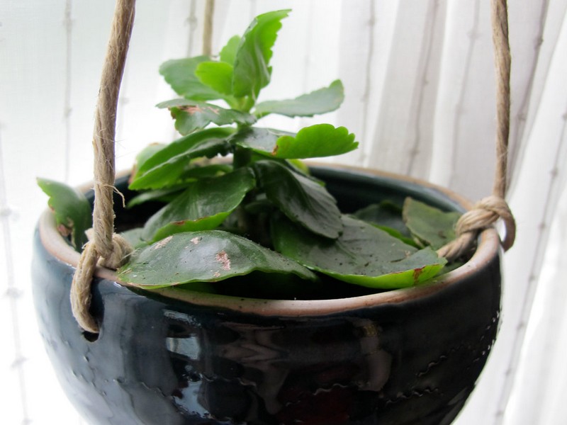 Indoor House Plant Pots
