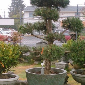 Large Ceramic Planters Portland Or