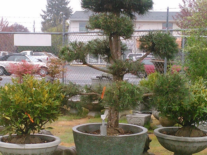 Large Ceramic Planters Portland Or