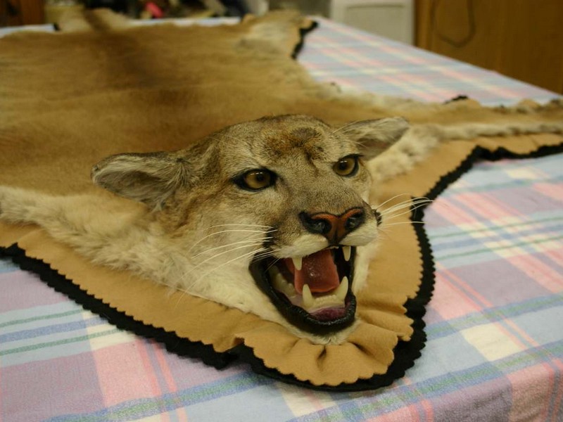 Lion Skin Rug With Head