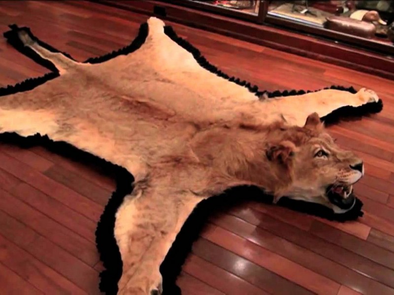 Lion Skin Rug