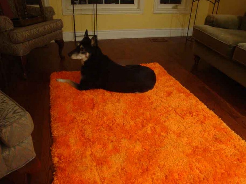 Orange Shag Carpet