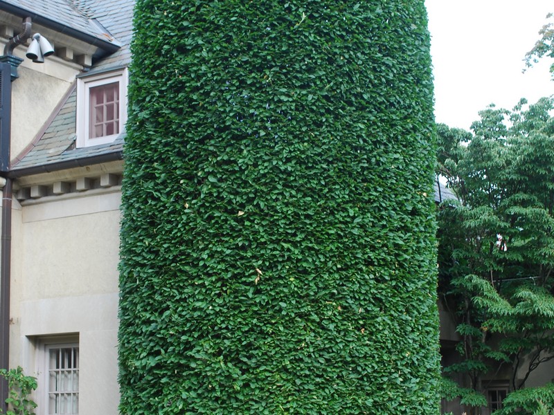 Outdoor Topiary Trees