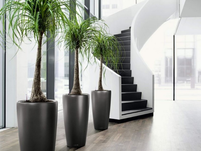 Tall Plant Pots For Indoor Plants