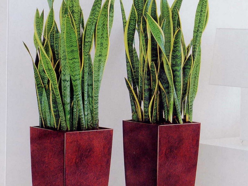 Tall Plant Pots Uk