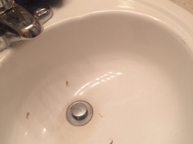 Termites In Bathroom Sink