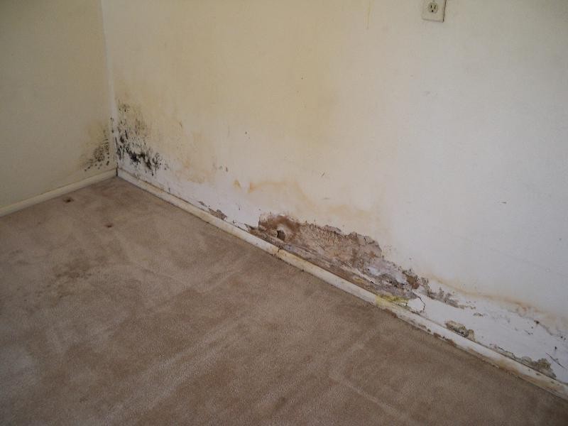 Termites In Bathroom Wall
