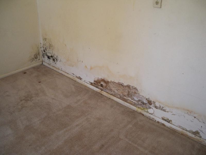 Termites In Bathroom Wall